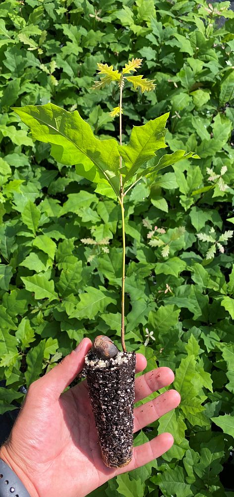 quercus-shumardii-shumard-red-oak