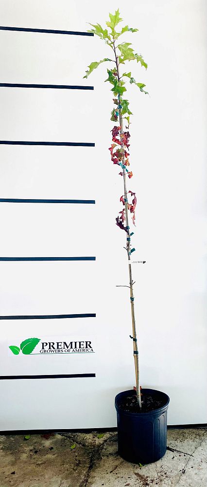 quercus-shumardii-shumard-red-oak
