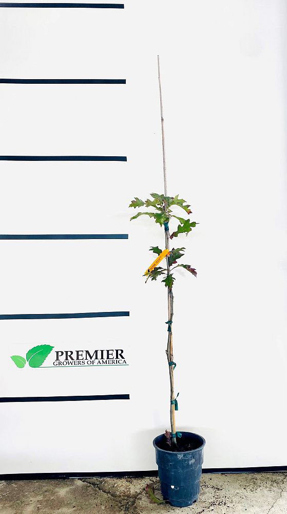 quercus-shumardii-shumard-red-oak
