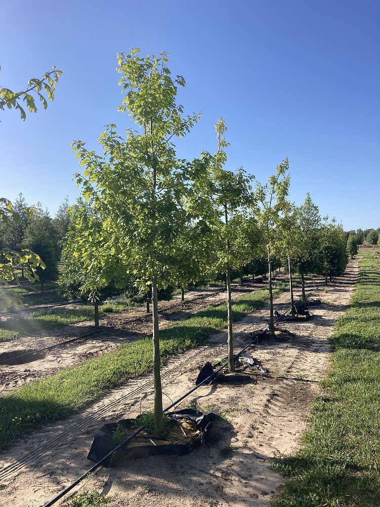 quercus-shumardii-shumard-red-oak