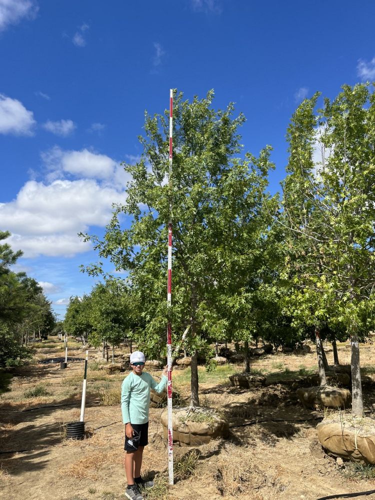 quercus-shumardii-shumard-red-oak