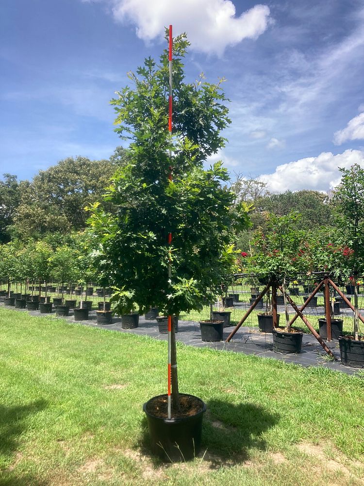 quercus-shumardii-shumard-red-oak