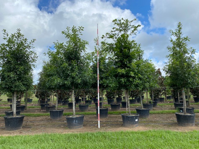 quercus-shumardii-shumard-red-oak