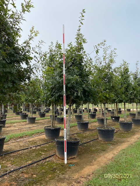 quercus-shumardii-shumard-red-oak