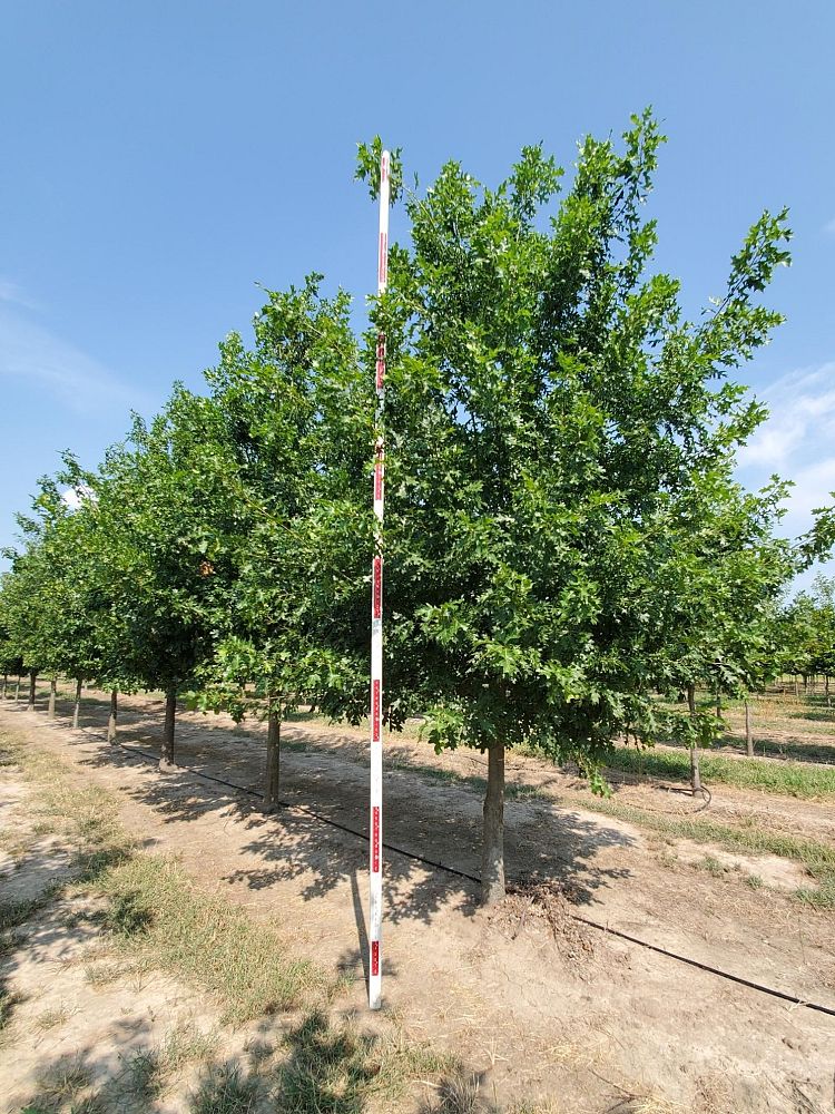 quercus-shumardii-shumard-red-oak