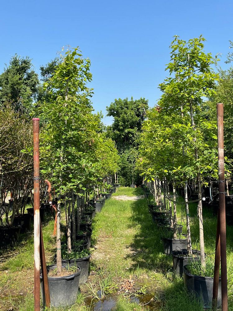 quercus-shumardii-shumard-red-oak