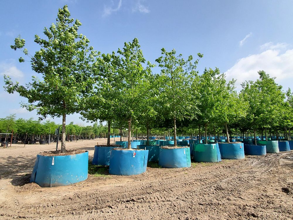 quercus-shumardii-shumard-red-oak
