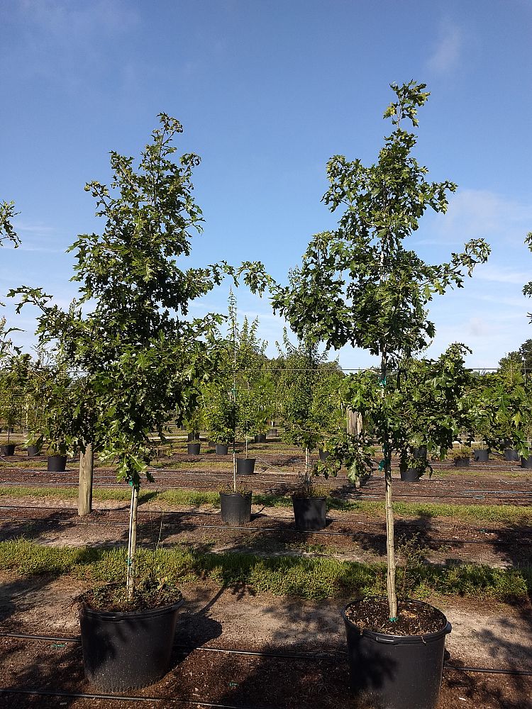 quercus-shumardii-shumard-red-oak