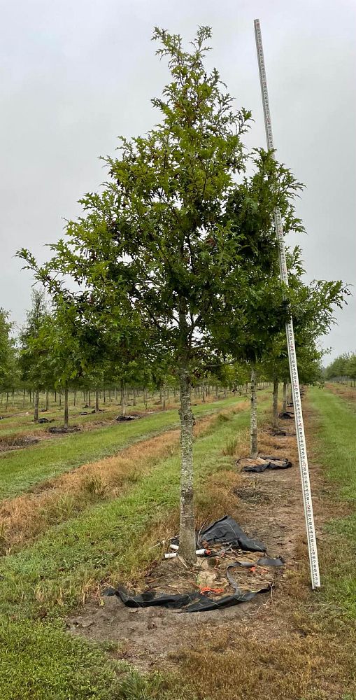 quercus-shumardii-shumard-red-oak