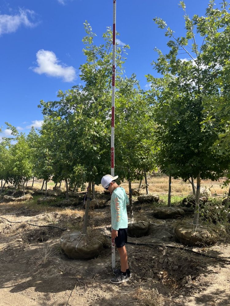 quercus-shumardii-shumard-red-oak