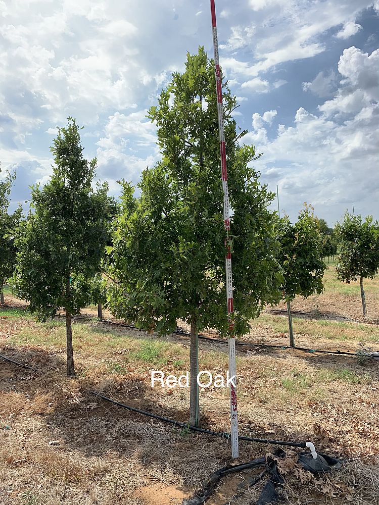 quercus-shumardii-shumard-red-oak