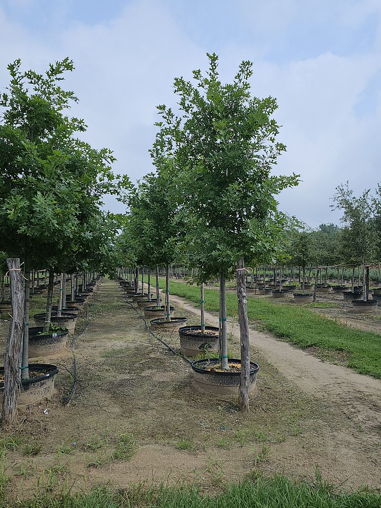 quercus-shumardii-shumard-red-oak