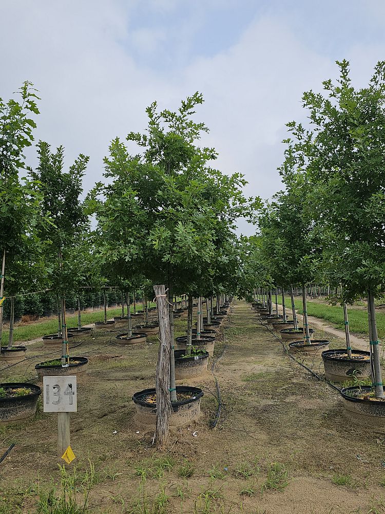 quercus-shumardii-shumard-red-oak
