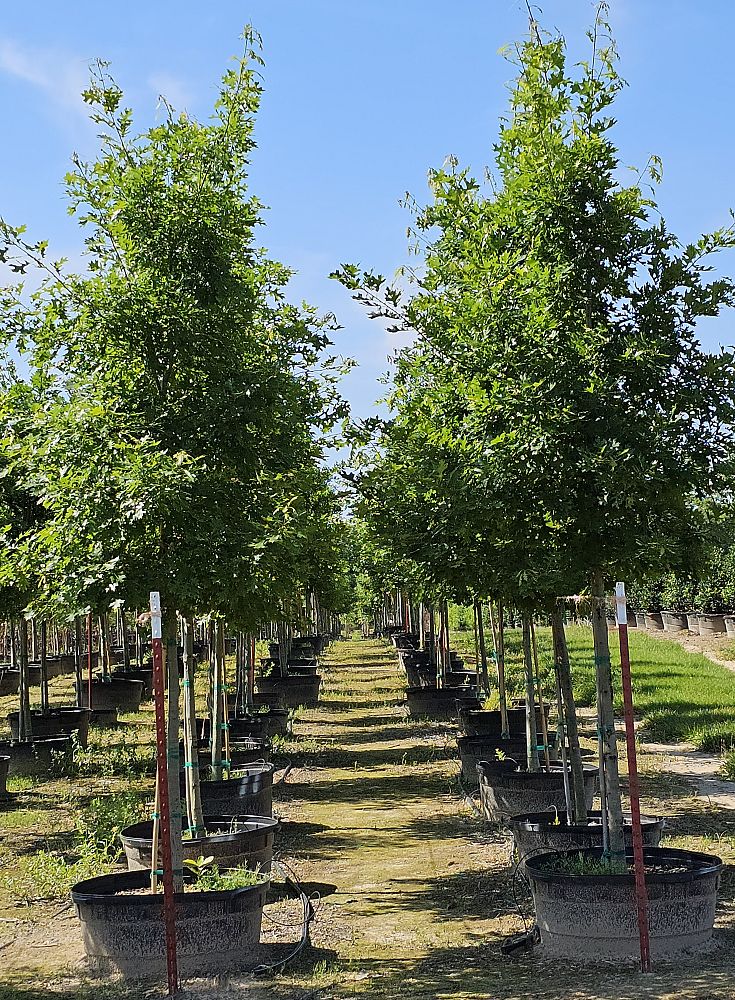 quercus-shumardii-shumard-red-oak