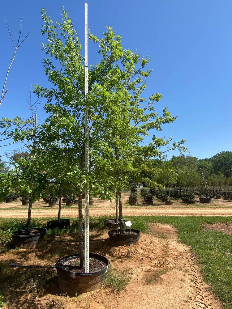 quercus-shumardii-shumard-red-oak