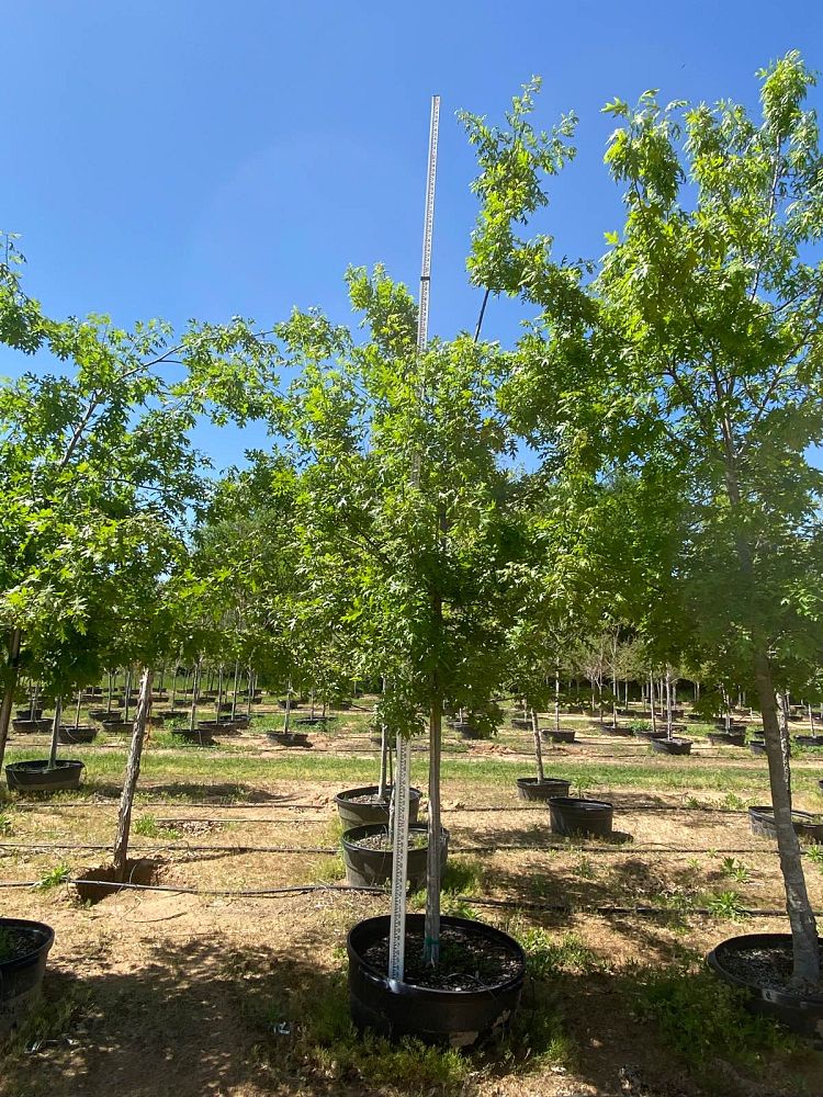 quercus-shumardii-shumard-red-oak