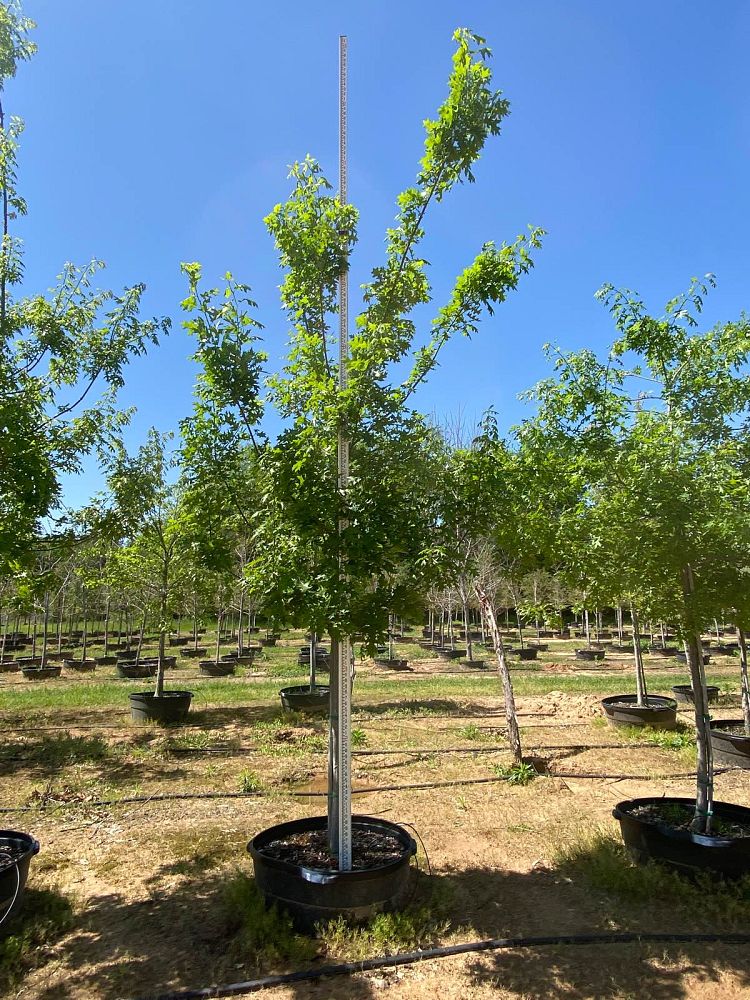 quercus-shumardii-shumard-red-oak