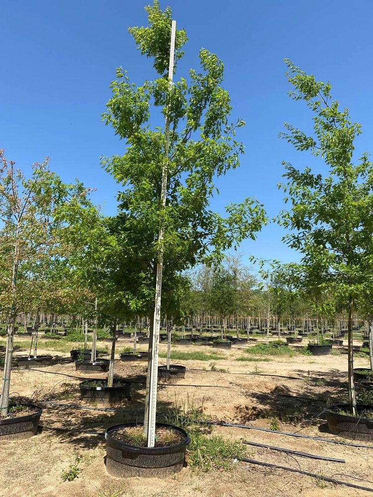 quercus-shumardii-shumard-red-oak