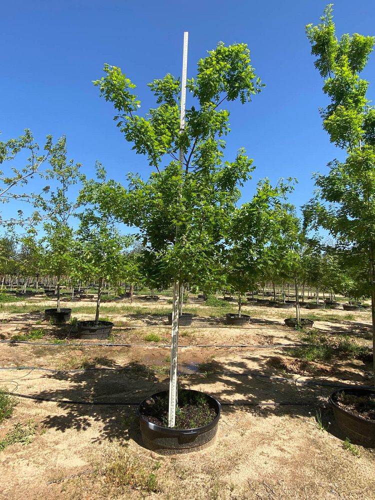 quercus-shumardii-shumard-red-oak