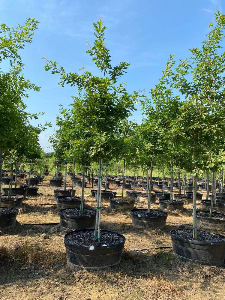 quercus-shumardii-shumard-red-oak