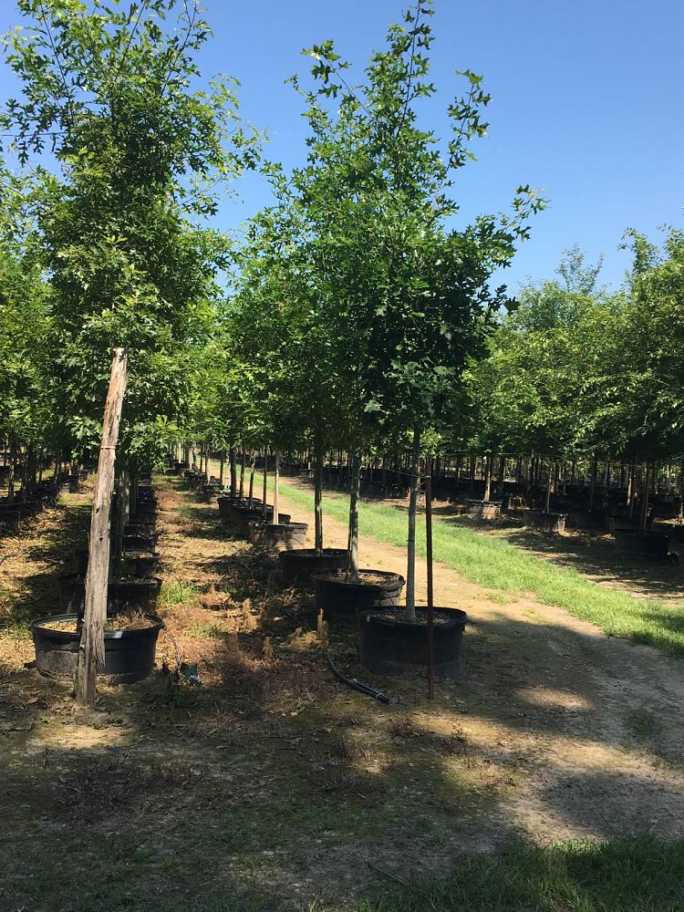 quercus-shumardii-shumard-red-oak