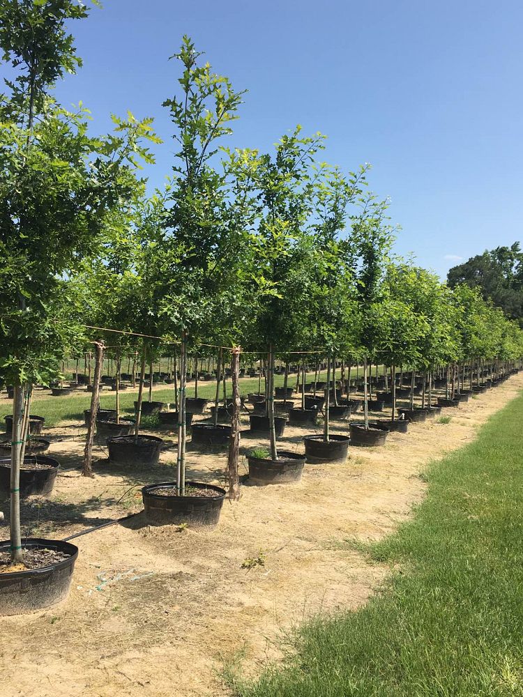 quercus-shumardii-shumard-red-oak