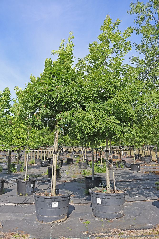quercus-shumardii-shumard-red-oak