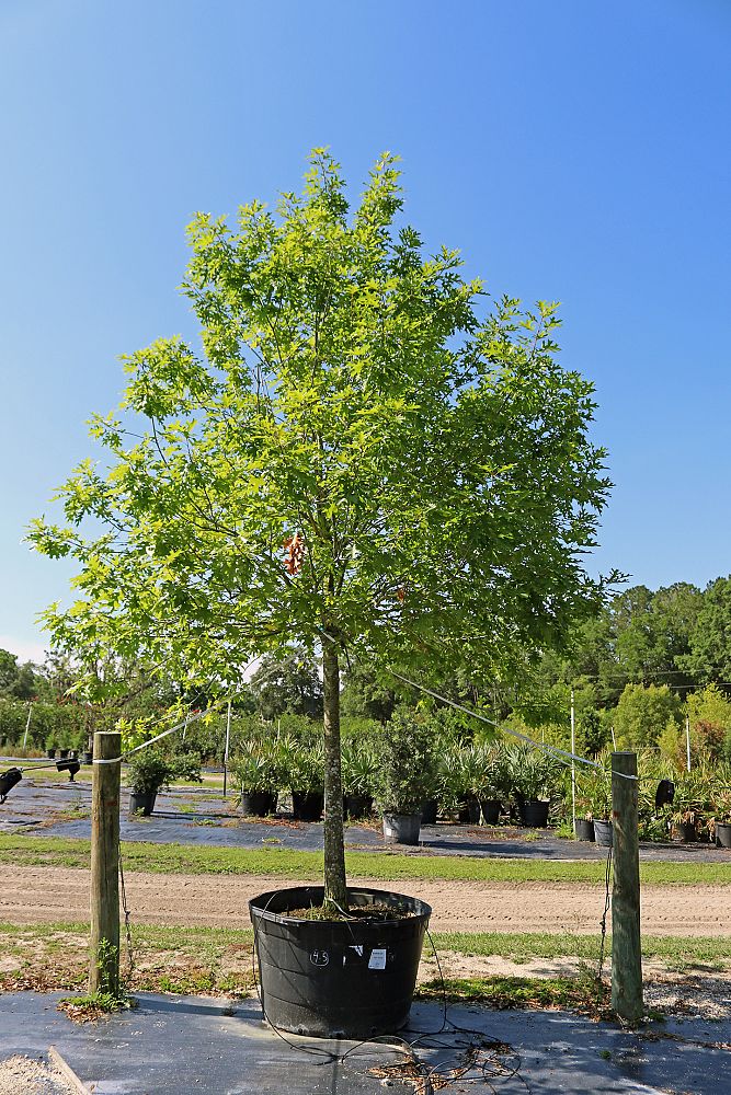 quercus-shumardii-shumard-red-oak