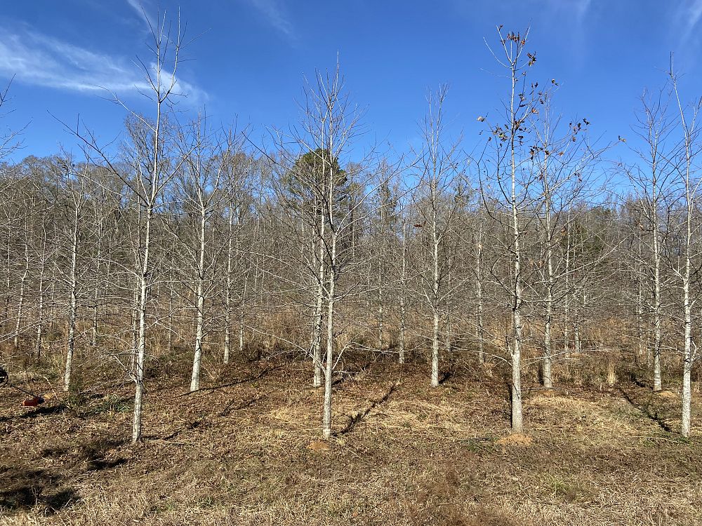 quercus-shumardii-shumard-red-oak