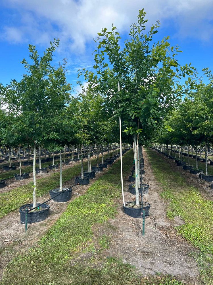 quercus-shumardii-shumard-red-oak