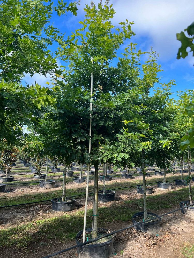 quercus-shumardii-shumard-red-oak