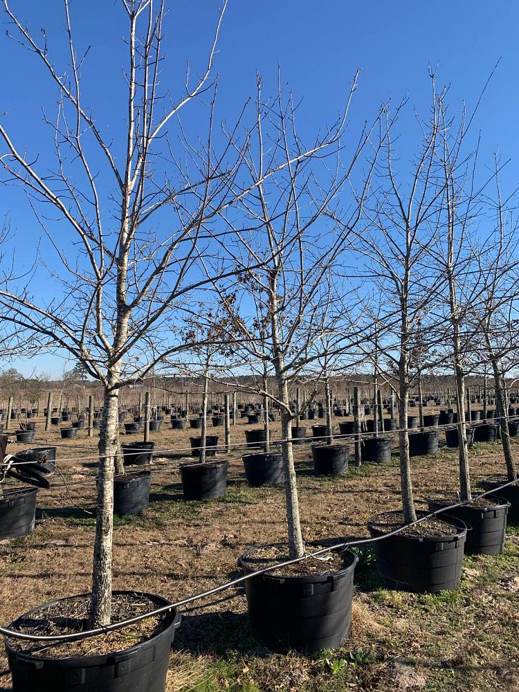 quercus-shumardii-shumard-red-oak
