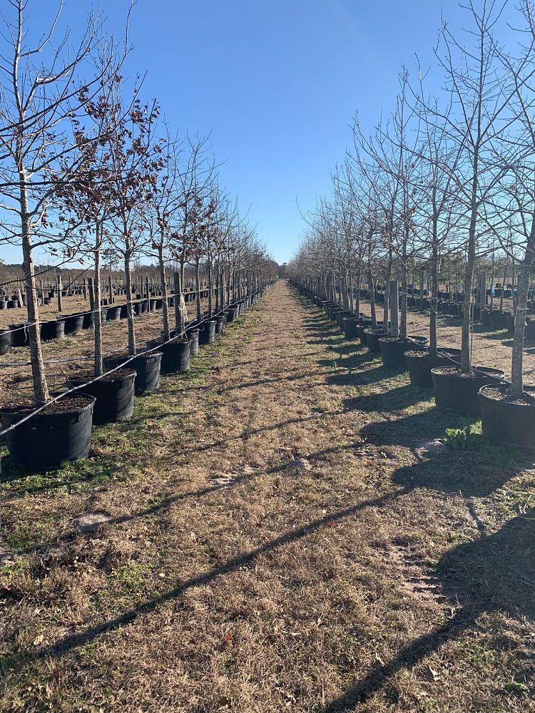quercus-shumardii-shumard-red-oak
