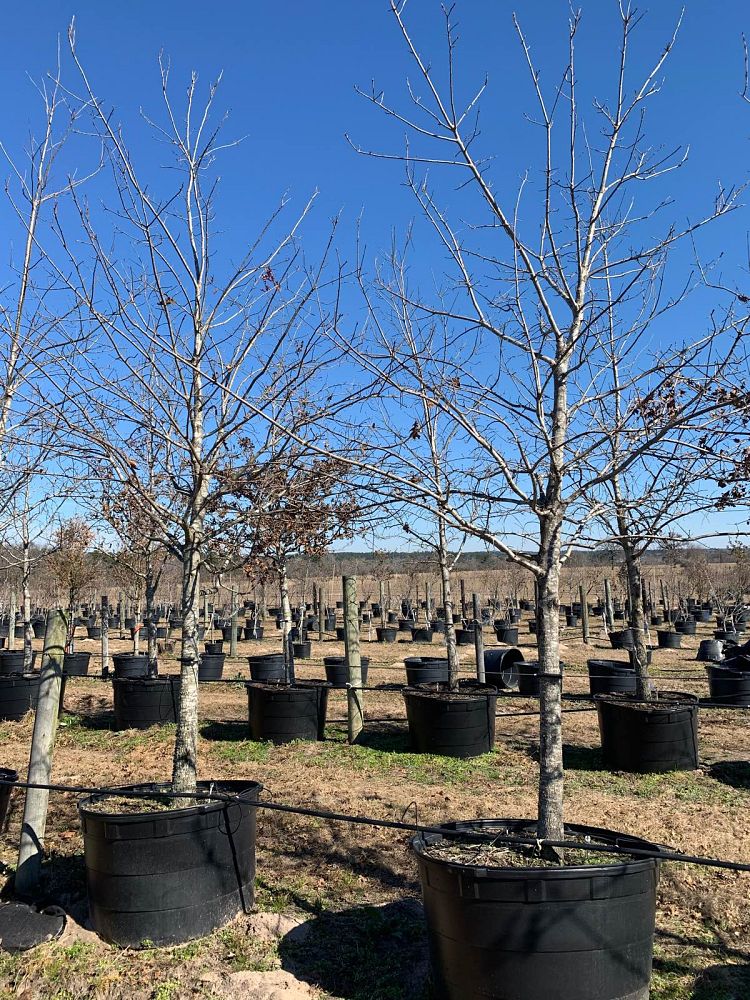quercus-shumardii-shumard-red-oak