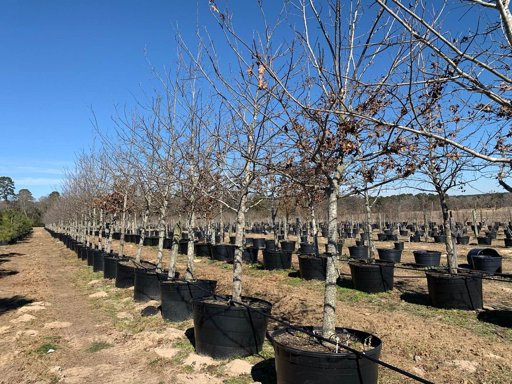 quercus-shumardii-shumard-red-oak