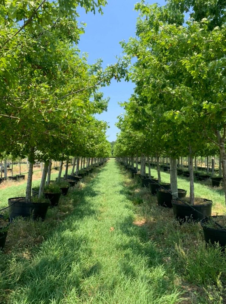 quercus-shumardii-shumard-red-oak