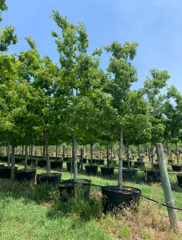 quercus-shumardii-shumard-red-oak