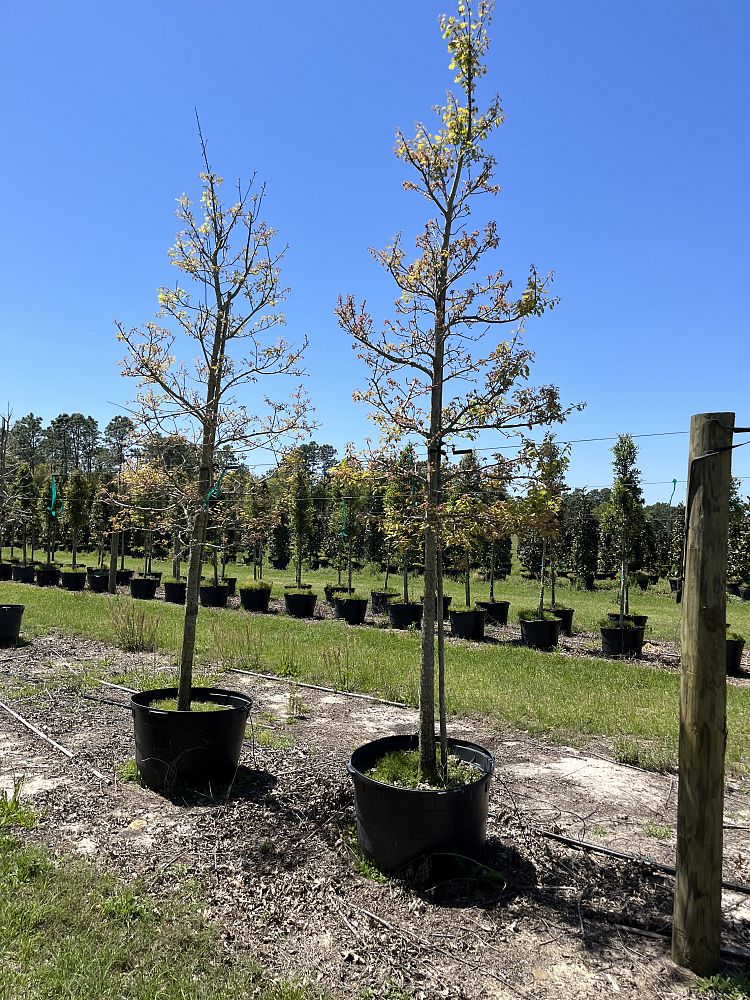 quercus-shumardii-shumard-red-oak