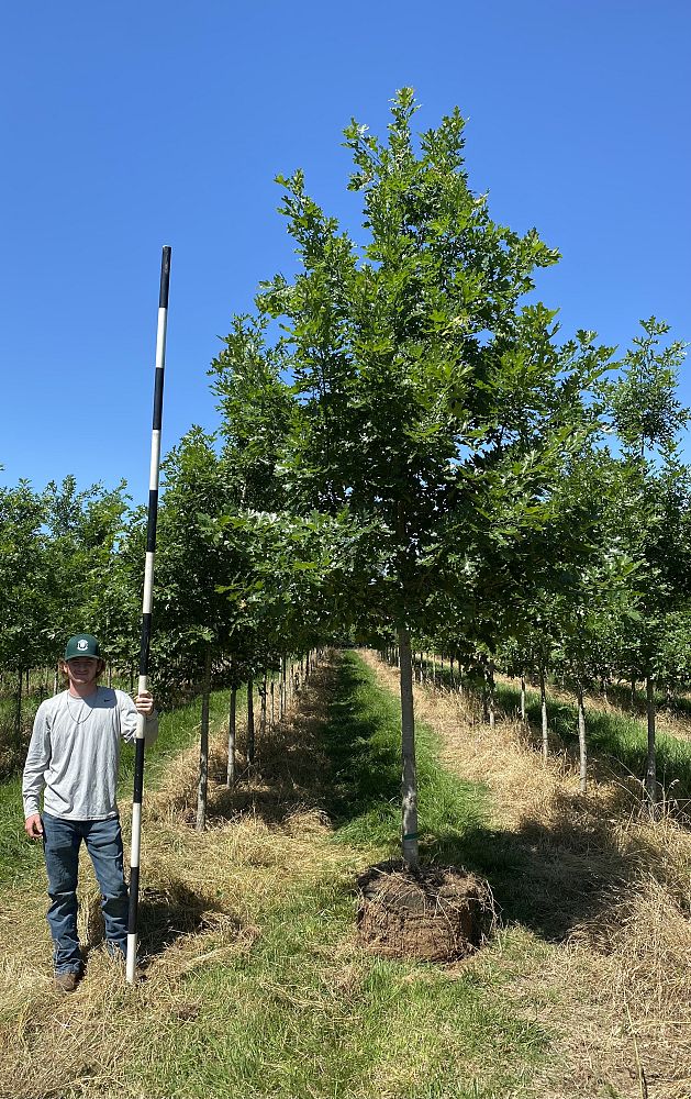 quercus-shumardii-shumard-red-oak