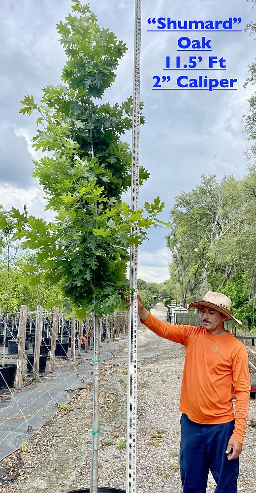 quercus-shumardii-shumard-red-oak