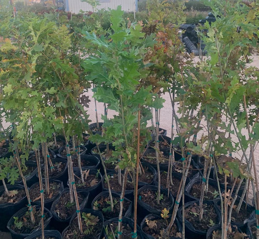 quercus-shumardii-shumard-red-oak
