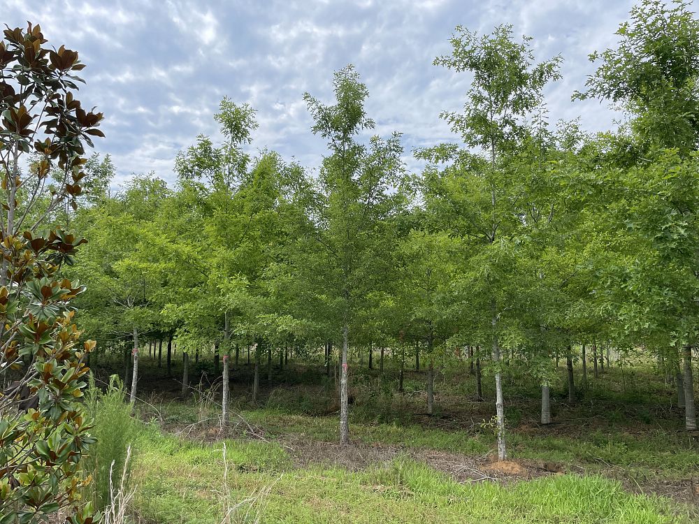 quercus-shumardii-shumard-red-oak
