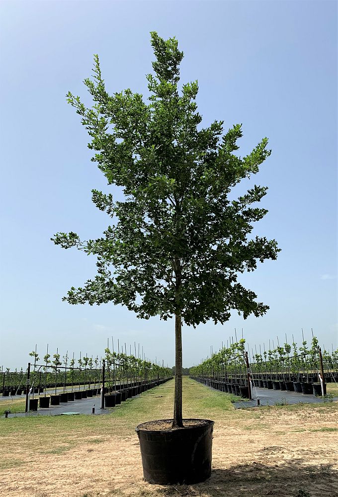 quercus-shumardii-shumard-red-oak