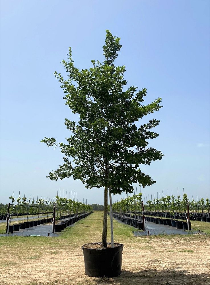 quercus-shumardii-shumard-red-oak