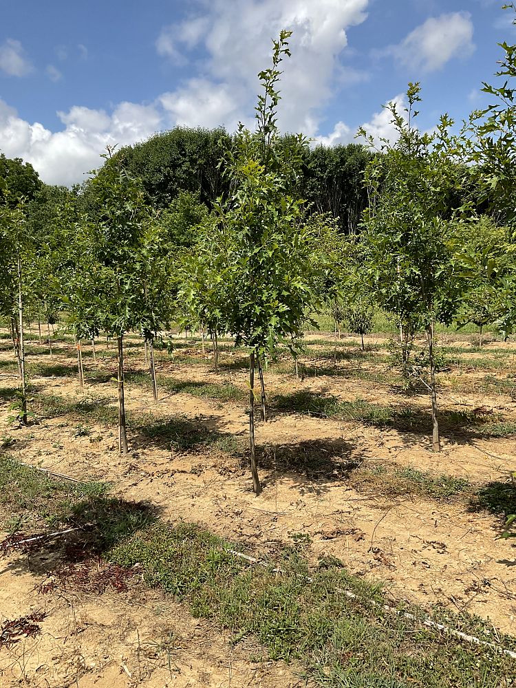 quercus-shumardii-shumard-red-oak
