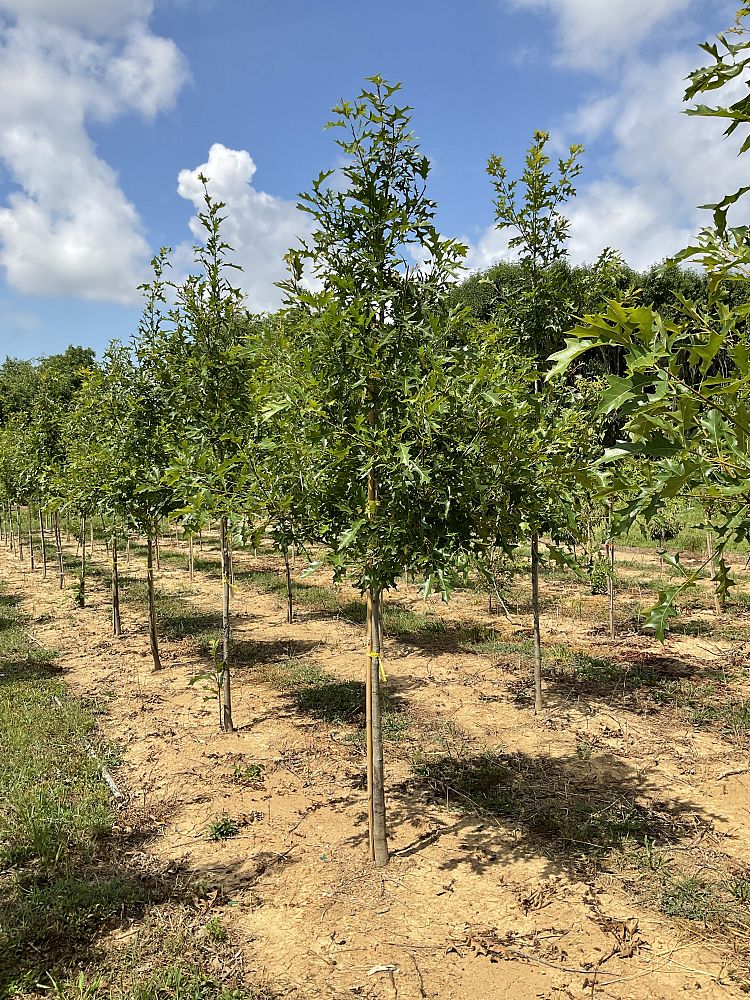 quercus-shumardii-shumard-red-oak