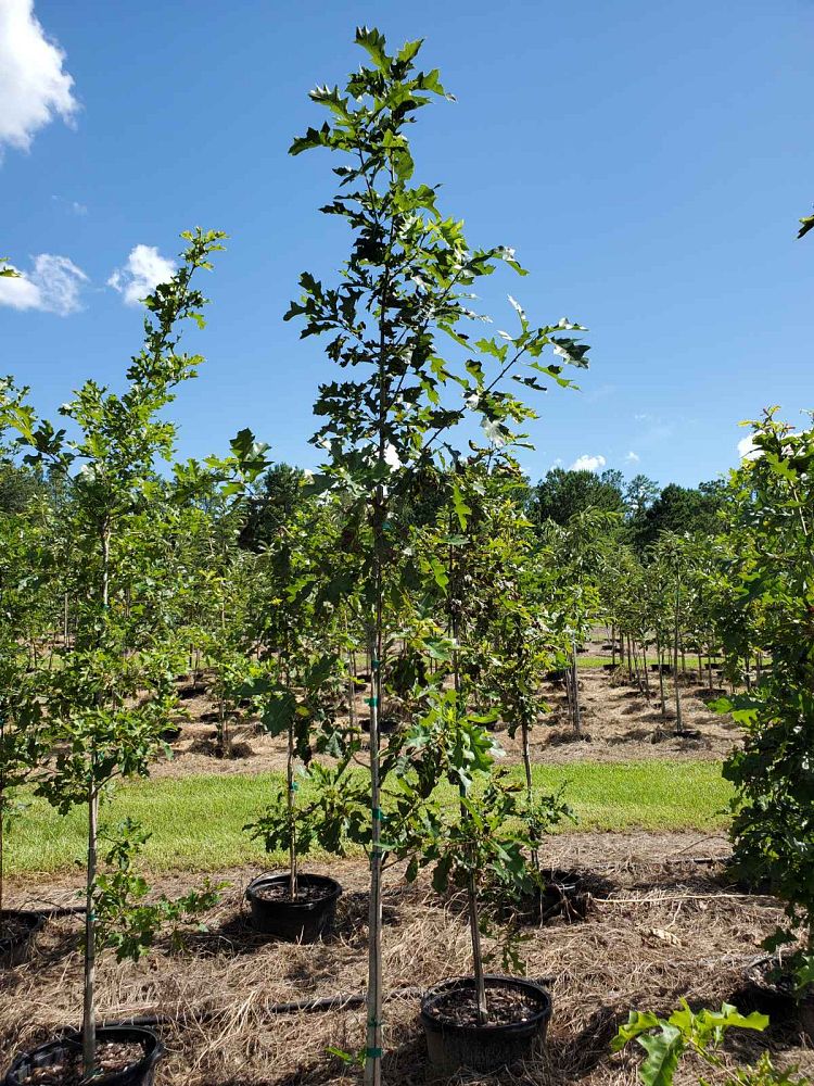quercus-shumardii-shumard-red-oak