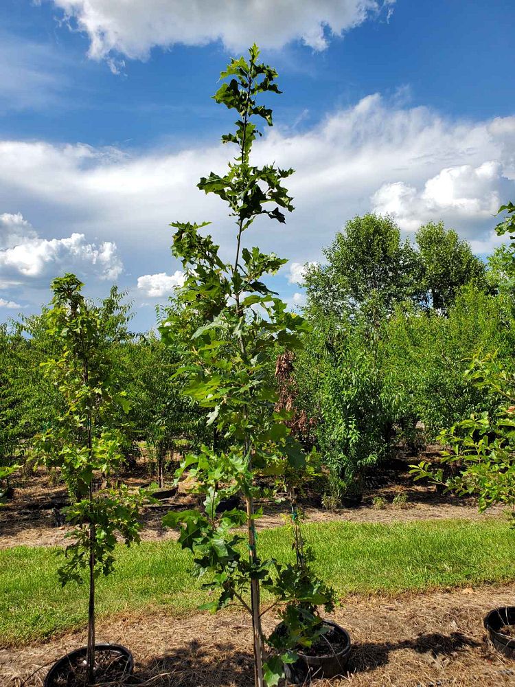 quercus-shumardii-shumard-red-oak