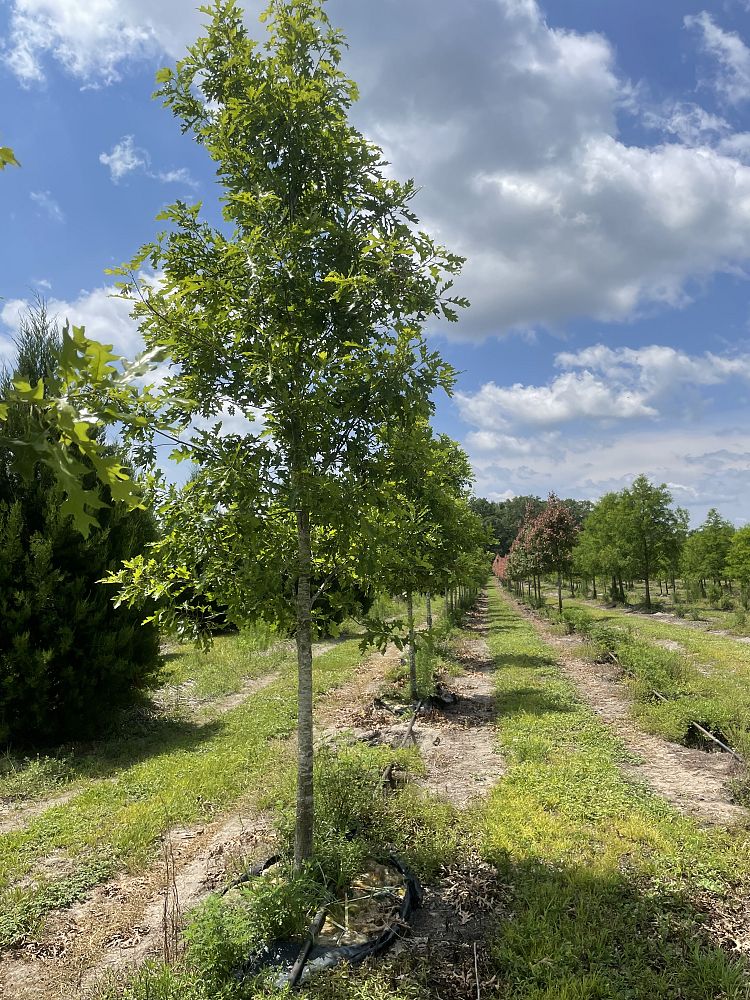 quercus-shumardii-shumard-red-oak