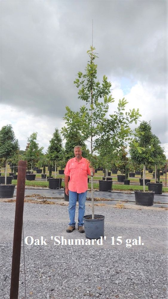 quercus-shumardii-shumard-red-oak